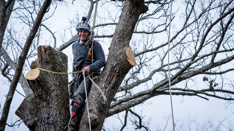 Arborist Inspection