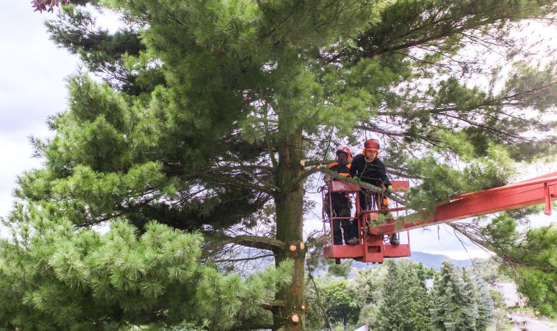 Arborist Inspection