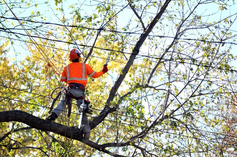 Arborist Inspection