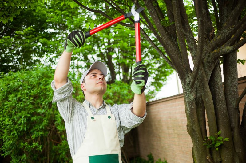 Arborist Inspection