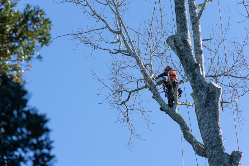 Arborist Inspection