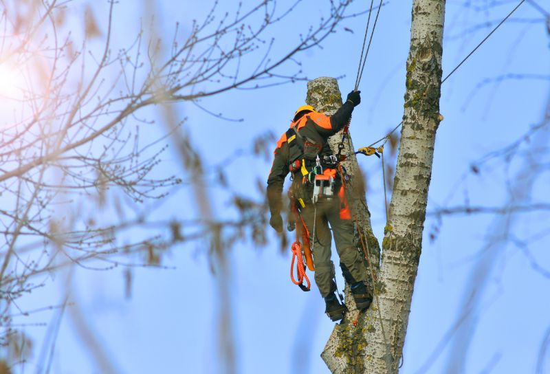 Arborist Inspection