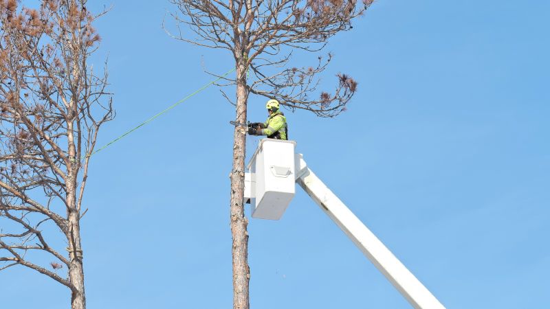 Arborist Inspection