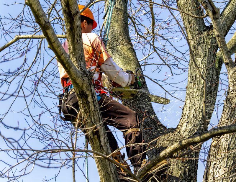 Arborist Inspection