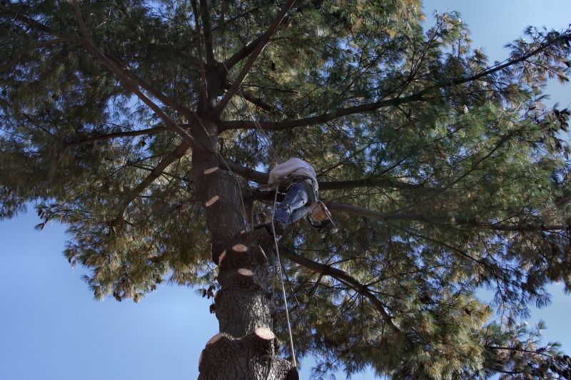 Arborist Inspection