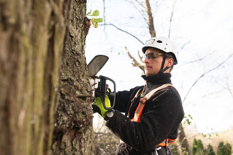 Arborist Inspection