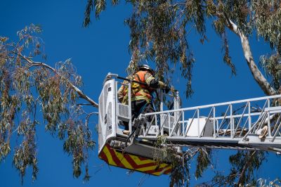Arborist Inspection