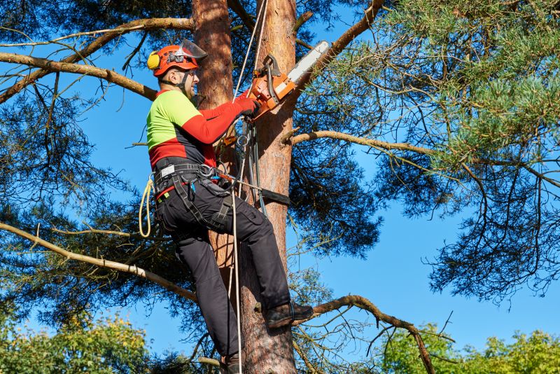Inspecting Tree Canopy