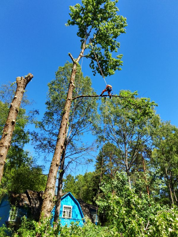 Arborist Inspection
