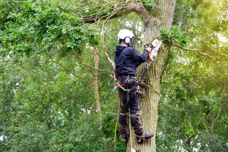 Products For Arborist Inspections in use