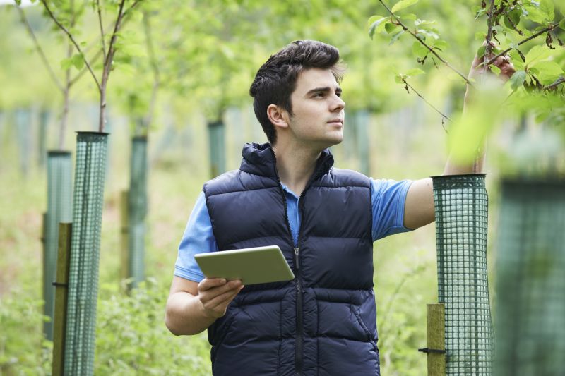 Arborist Inspection Service