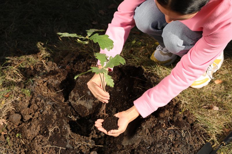 Ornamental Tree Planting in Honolulu, HI